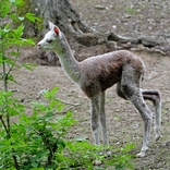 Zoo Brno je plná mláďat